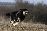 DOGUE DU TIBET 211